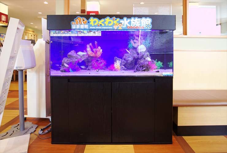回転寿司店の待合スペースに設置 わくわく水族館(120cm海水水槽)の事例 水槽画像2