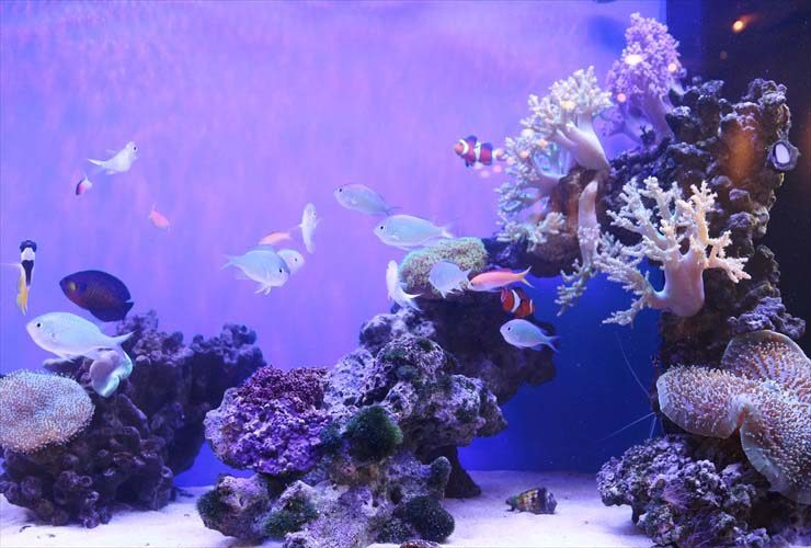 90cm海水魚水槽　オフィスのエントランスを活用しませんか 水槽画像２