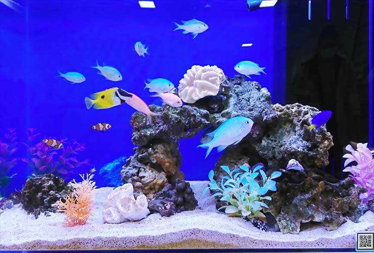 総合病院　待合室の活用で水槽を設置　不安や緊張を緩和しますのサムネイル画像