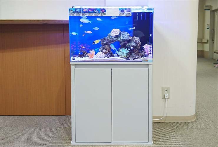 白い水槽台に設置された海水魚が泳ぐ小型水槽