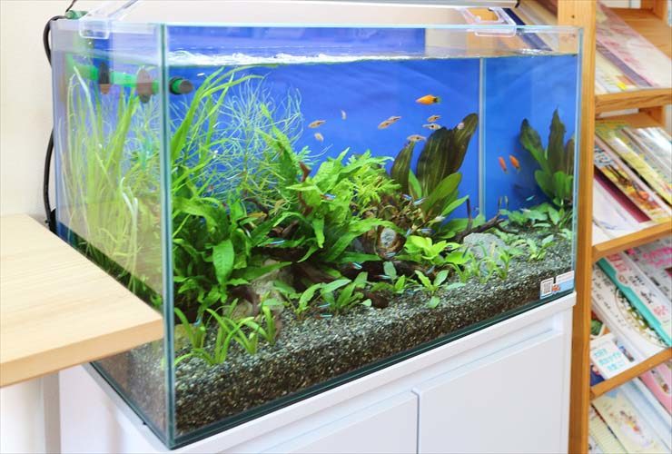 文京区 薬局 待合室のインテリアとして 水槽レンタル事例 水槽画像4
