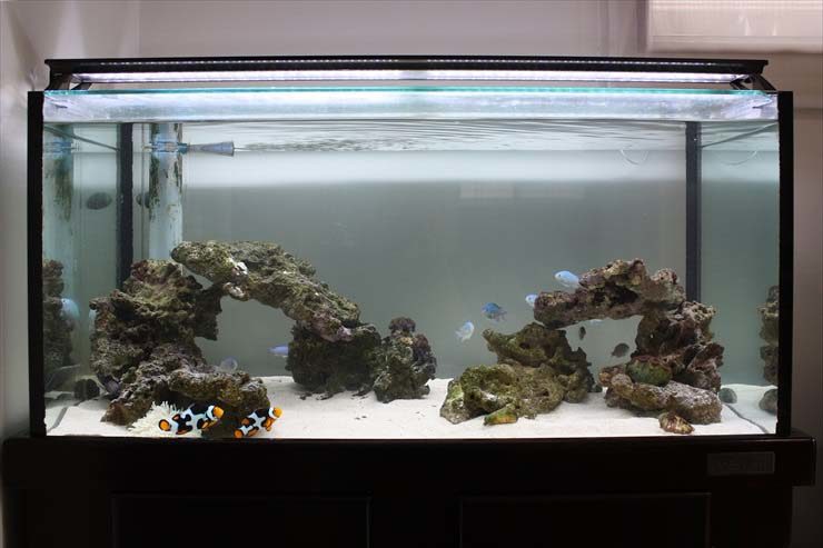 個人宅 海水魚水槽 リニューアル