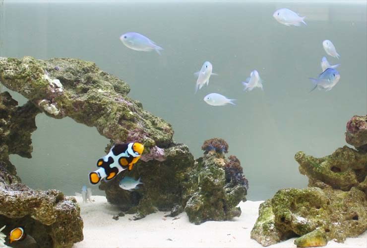東京アクアガーデンのコケ対策！海水魚水槽のコケ掃除事例