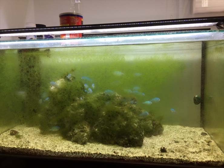 緑色のコケが壁面や岩に大量発生した海水魚水槽
