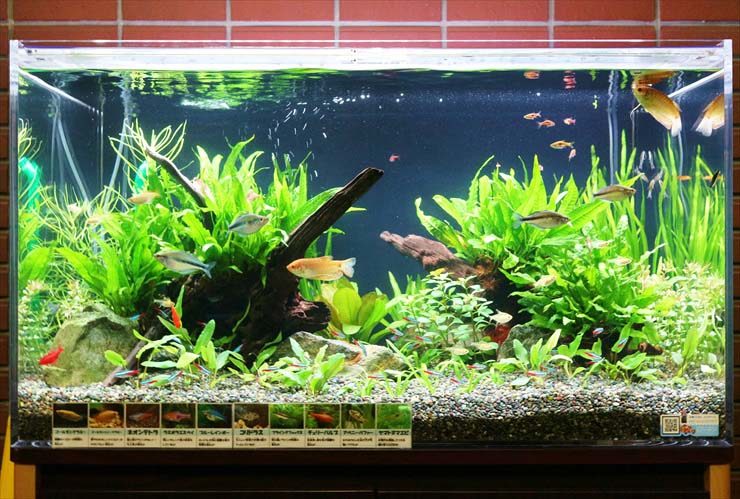 東京アクアガーデン 水槽リニューアル 快適な水環境に