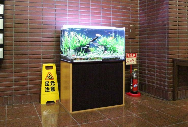 池袋 企業 水槽レンタルサービス 設置後の水槽リニューアル 水槽画像2