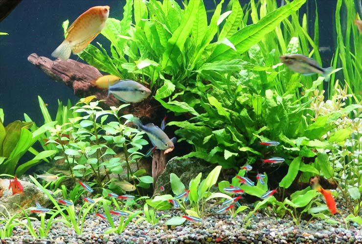 水草が茂る水槽を泳ぐネオンテトラの仲間と熱帯魚