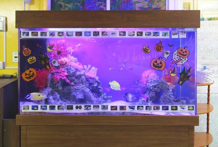 幼稚園　水槽レイアウトをリニューアル　ハッピーハロウィン水槽！ 水槽画像２