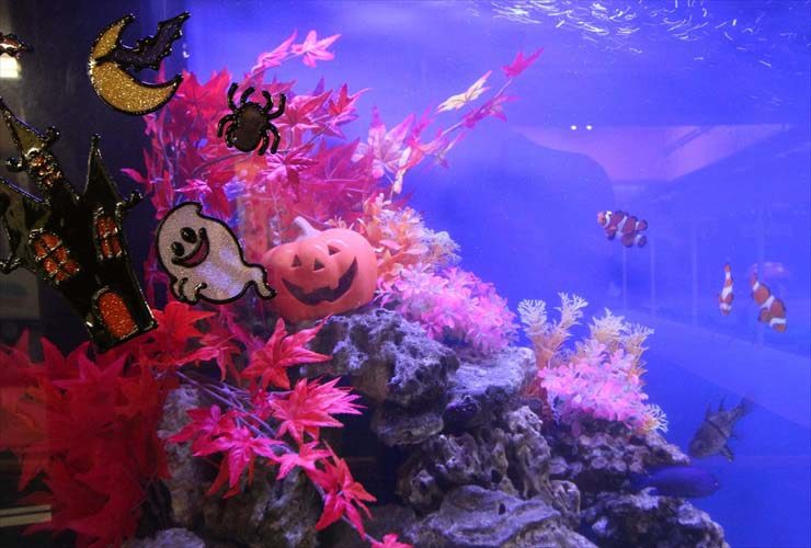 幼稚園　水槽レイアウトをリニューアル　ハッピーハロウィン水槽！ 水槽画像３