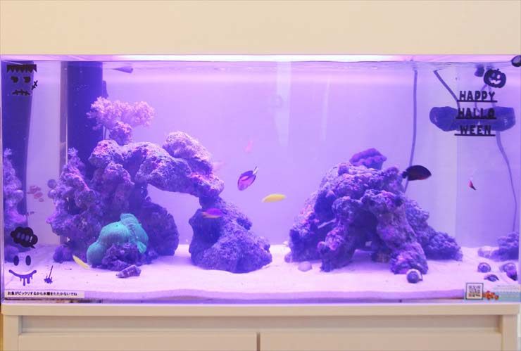 横浜 歯科医院 水槽入れ替え事例 美しいサンゴアクアリウム 水槽画像3