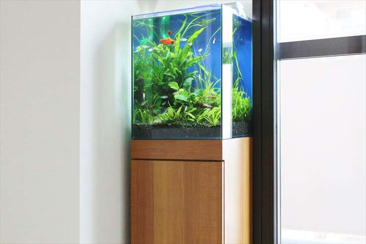 目黒区 個人宅 水槽のお引越し 淡水アクアリウム(30cm)のレンタル事例