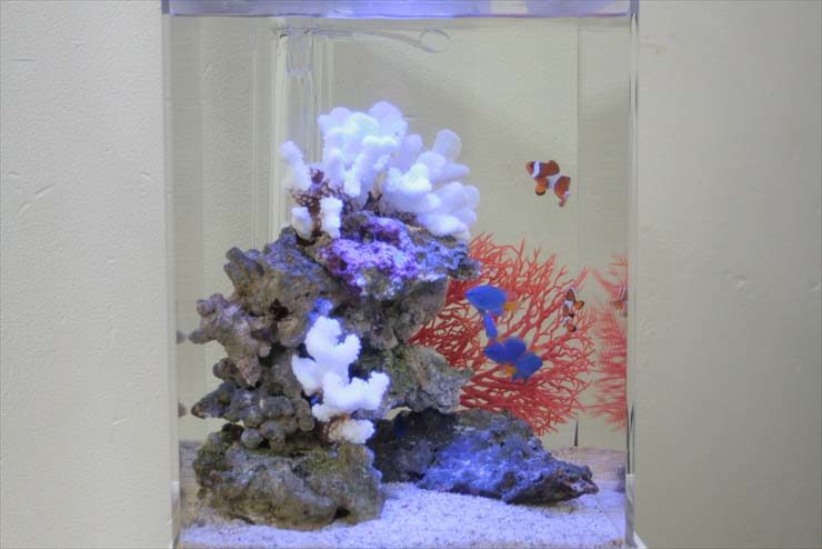 都内 オフィス様 30cm海水魚水槽 水槽レンタル事例 水槽画像2