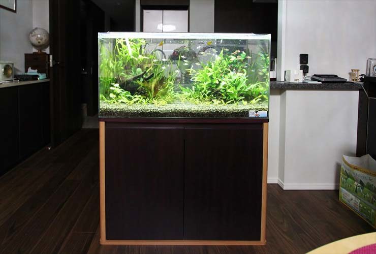 リビングに設置された水草と小型魚の大型水槽セット
