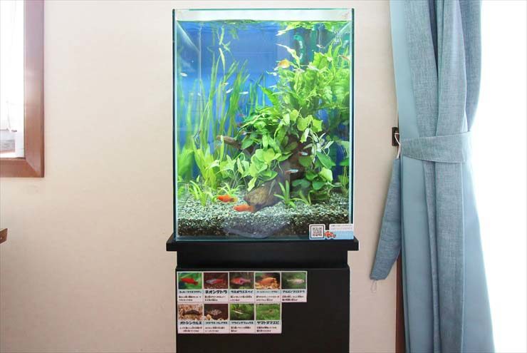 狛江市　個人宅　リビング 30cm淡水魚　お試し水槽設置事例のサムネイル画像