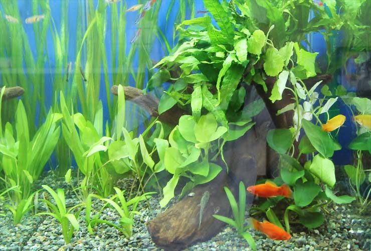 狛江市 個人宅 リビング 30cm淡水魚 お試し水槽設置事例 水槽画像2