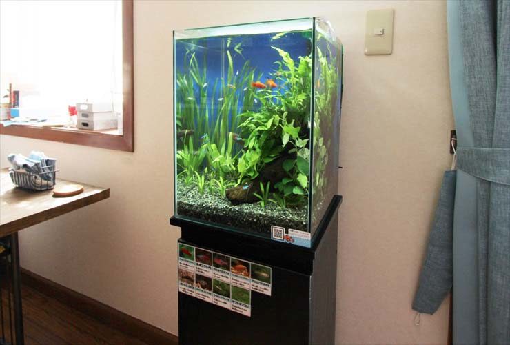 狛江市 個人宅 リビング 30cm淡水魚 お試し水槽設置事例 水槽画像3