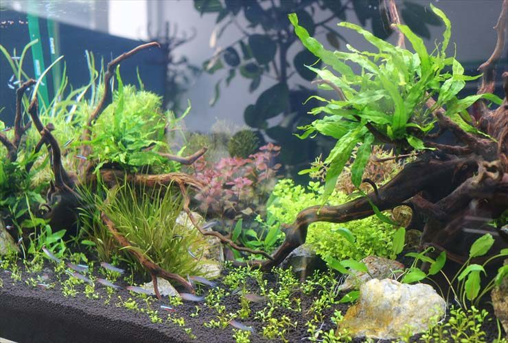 流木と水草を配置した水槽内を泳ぐ小型カラシンの仲間