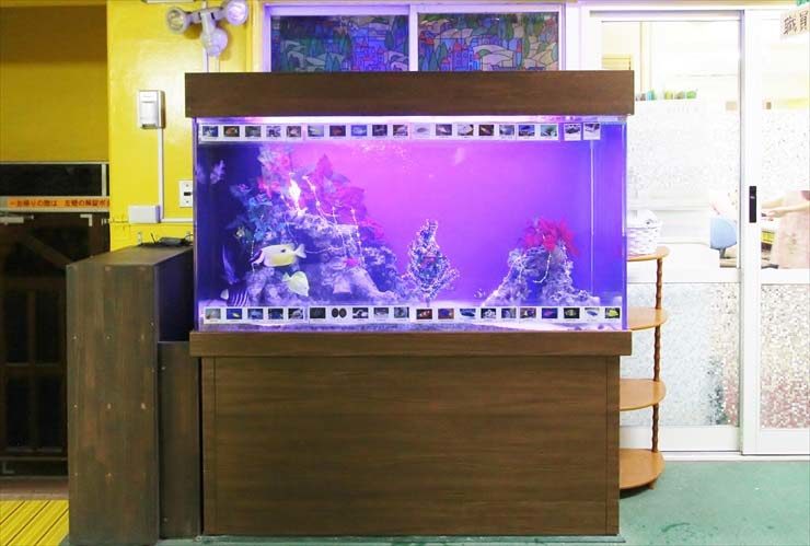 幼稚園　大型水槽のレイアウトをリニューアル メリークリスマスのサムネイル画像