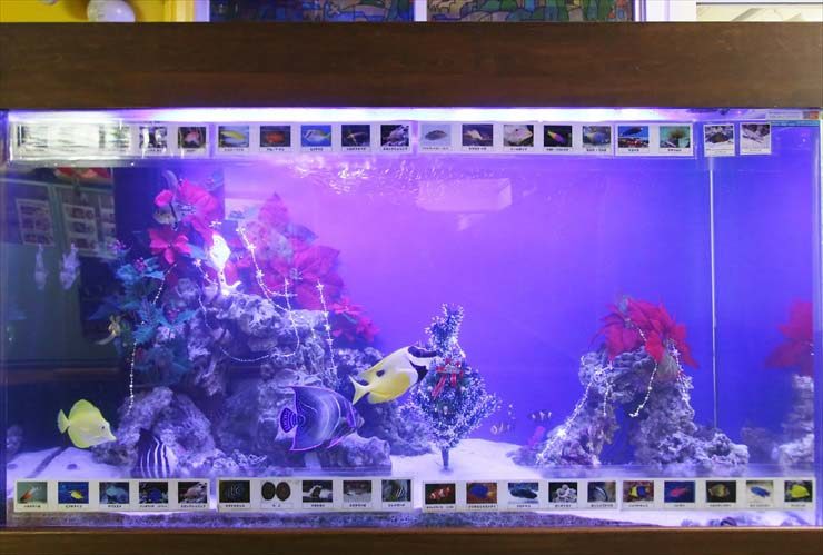 幼稚園 大型水槽のレイアウトをリニューアル メリークリスマス 水槽画像2