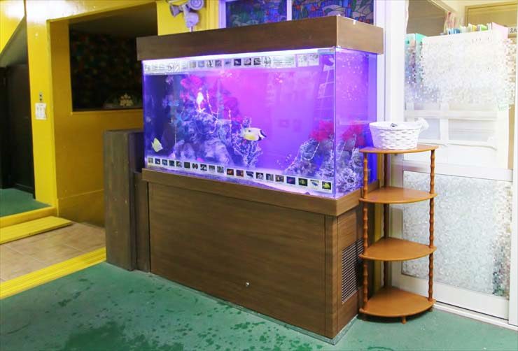 幼稚園 大型水槽のレイアウトをリニューアル メリークリスマス 水槽画像3