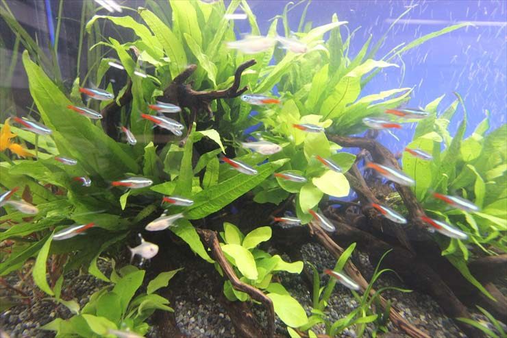 水草と流木の周りを泳ぐネオンテトラの仲間の群れ