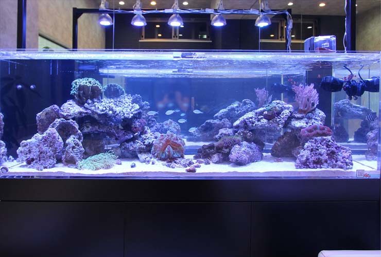サンゴと海水魚が泳ぐ大型の海水魚水槽の全景