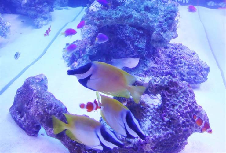 飲食店 クラブに設置 120cm海水アクアリウム 水槽導入事例 水槽画像2