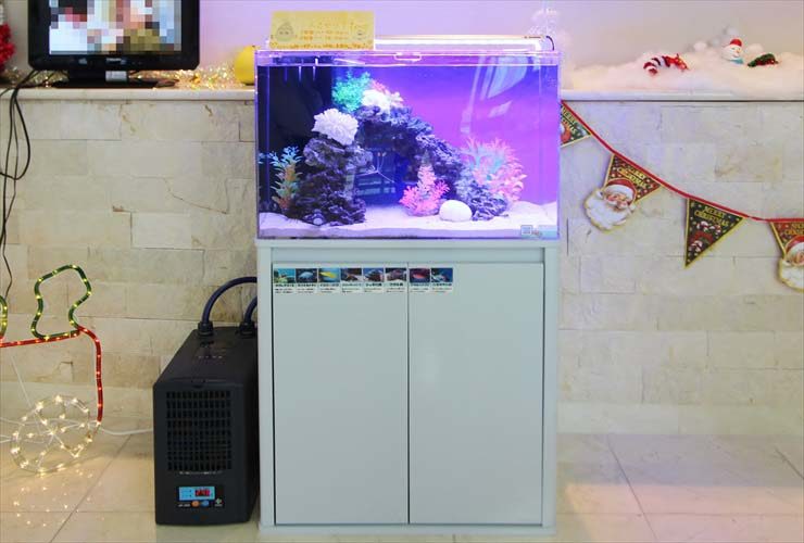 練馬区　介護付有料老人ホーム 60cm海水魚水槽　レンタル・メンテナンス事例 水槽画像１