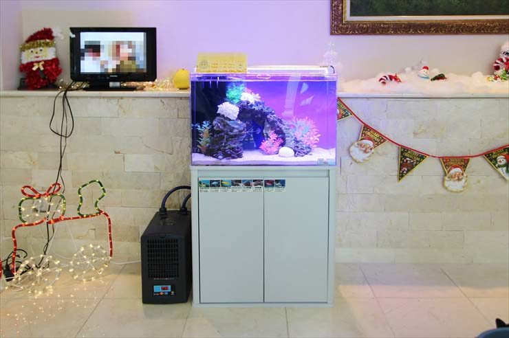 クリスマス装飾と紫の照明が灯る熱帯魚水槽の設置風景