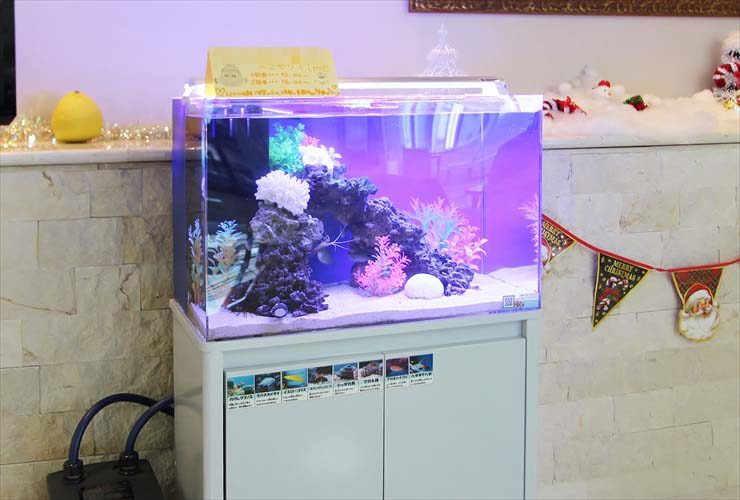 練馬区　介護付有料老人ホーム 60cm海水魚水槽　レンタル・メンテナンス事例 水槽画像２