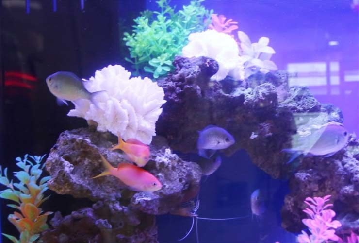練馬区　介護付有料老人ホーム 60cm海水魚水槽　レンタル・メンテナンス事例 水槽画像３