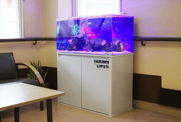 福祉施設内に設置　90cm水槽　海水アクアリウムレンタル事例 水槽画像１