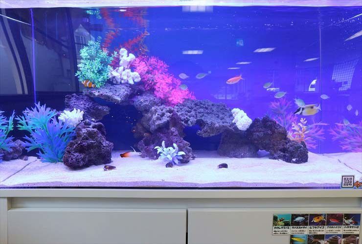 福祉施設内に設置　90cm水槽　海水アクアリウムレンタル事例 水槽画像２