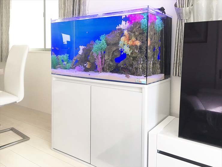 個人宅のリビングルーム　30cm淡水魚水槽　御為い水槽レンタル事例