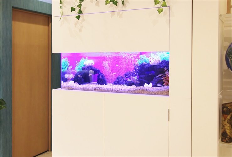 千葉県 船橋市 メンズサロンに設置 シクリッド水槽 はめ込み水槽事例 水槽画像2