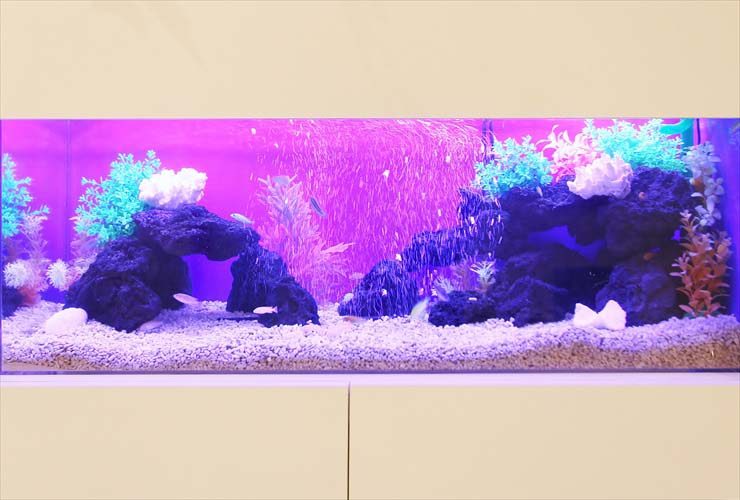 千葉県 船橋市 メンズサロンに設置 シクリッド水槽 はめ込み水槽事例 水槽画像3