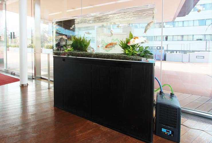 黒い水槽台に設置された金魚と水草の大型水槽と水槽用クーラー