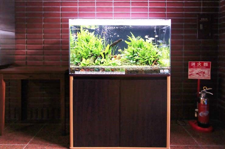 池袋　オフィスエントランス　淡水水槽　レイアウトリニューアル事例 水槽画像２