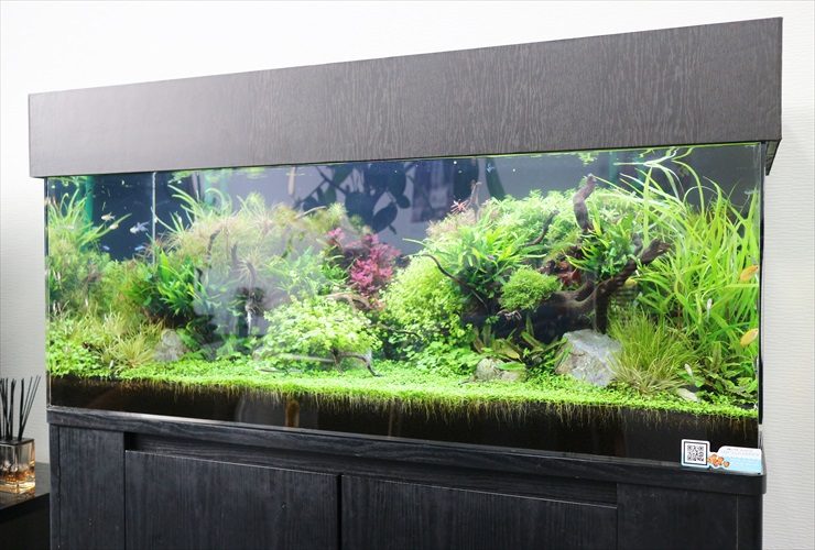 自然美を感じる水草水槽は癒しの存在です