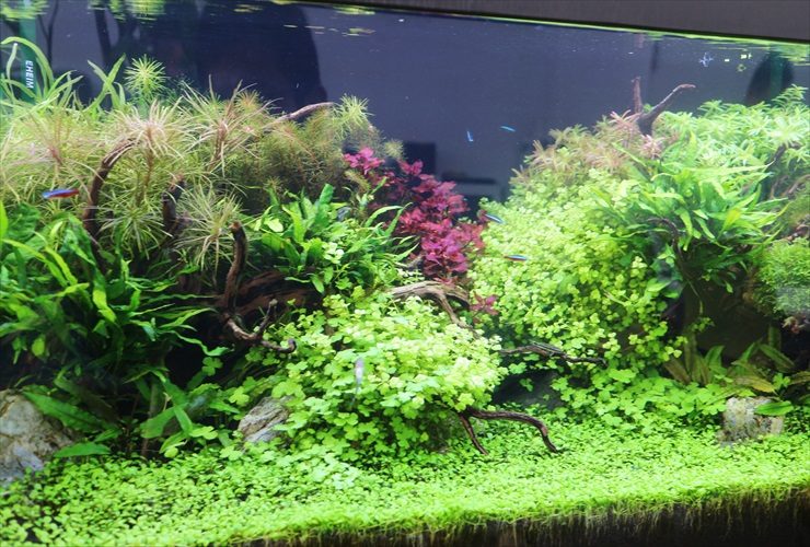水草水槽