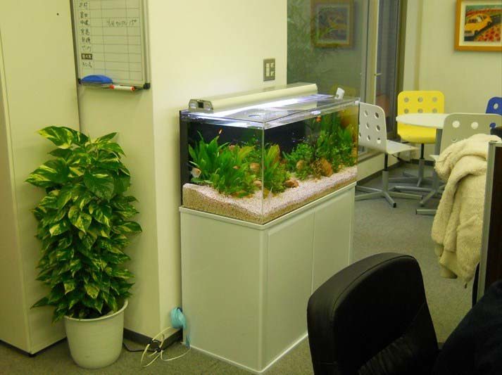 東京都中央区 企業様  90cm淡水魚水槽  設置事例