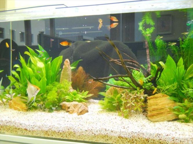 熱帯魚・金魚には適正水温がある！？水温管理に注意して飼育しよう！のサムネイル画像