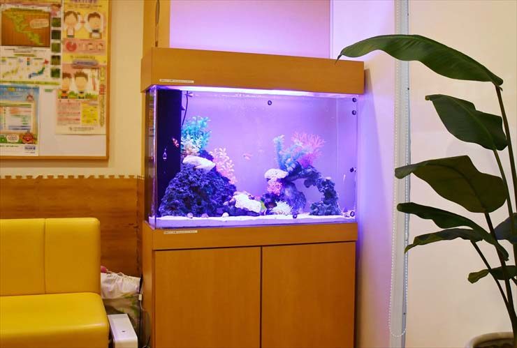 板橋区 耳鼻咽喉科クリニック 水槽レイアウトリニューアル 水槽レンタル事例のサムネイル画像