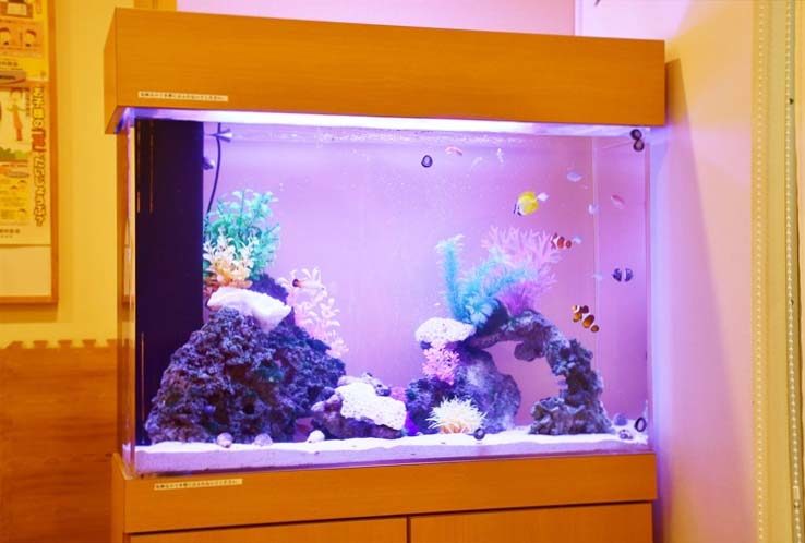 板橋区 耳鼻咽喉科クリニック 水槽レイアウトリニューアル 水槽レンタル事例 水槽画像2