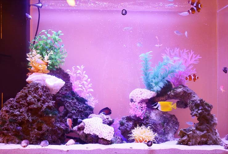 ピンクの照明に照らされた海水魚水槽と人工サンガのレイアウト