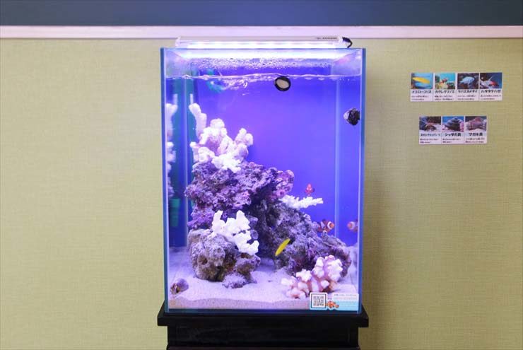 埼玉県 草加市 整形外科 30cm海水魚水槽 レンタル事例 水槽画像2