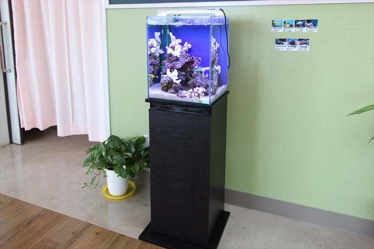 埼玉県 草加市 整形外科 30cm海水魚水槽 レンタル事例 水槽画像3