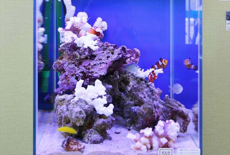 30cmの小型水槽でも、整形外科の待合スペースでしっかり存在感を発揮します（限られたスペースにも設置しやすい30cmの小型海水魚水槽）