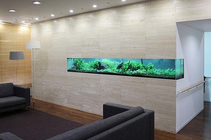 クリニック　待合室 大型淡水魚水槽　メンテナンス事例 水槽画像１