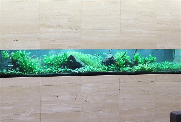 クリニック　待合室 大型淡水魚水槽　メンテナンス事例 水槽画像３